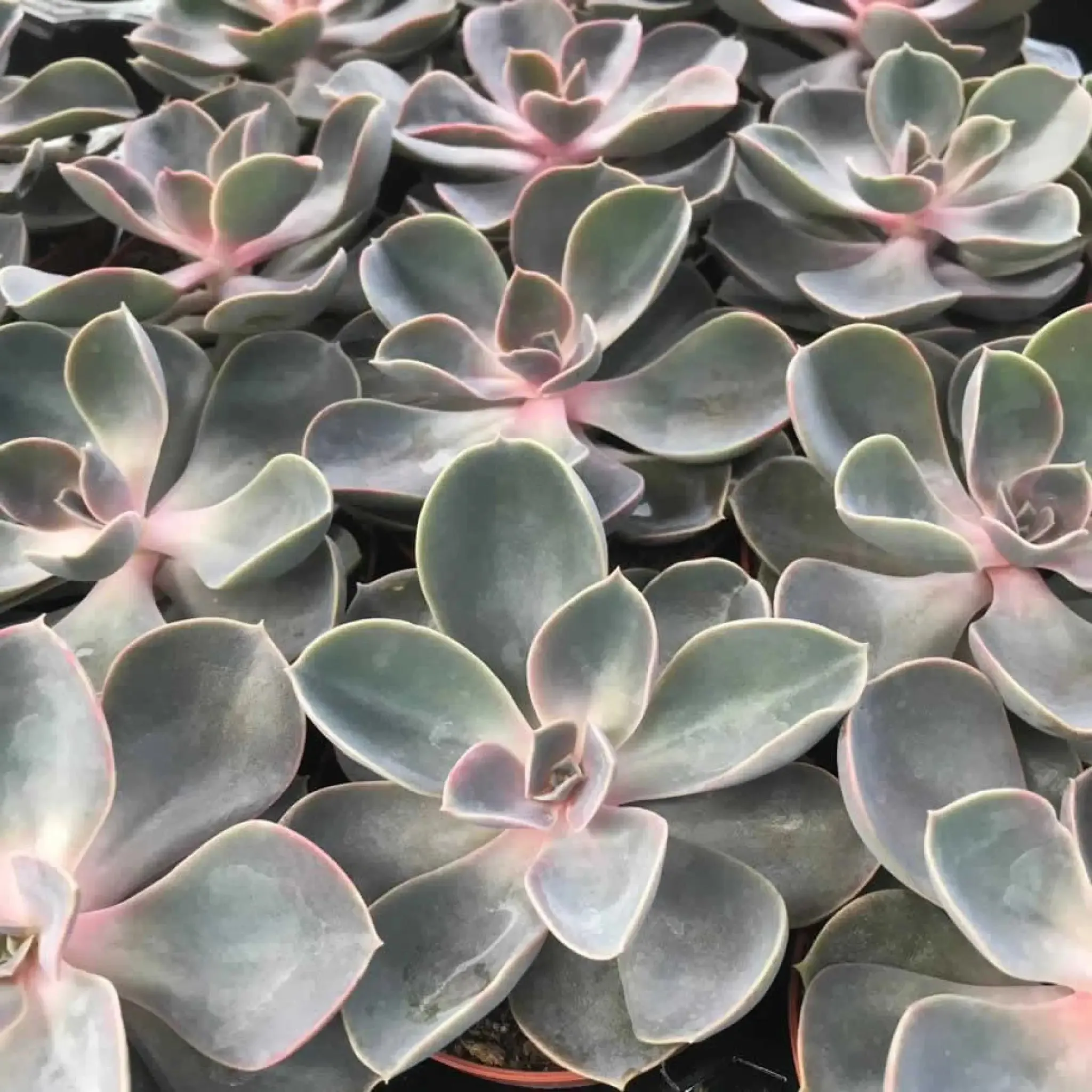 Echeveria 'Perle von Nurnberg'