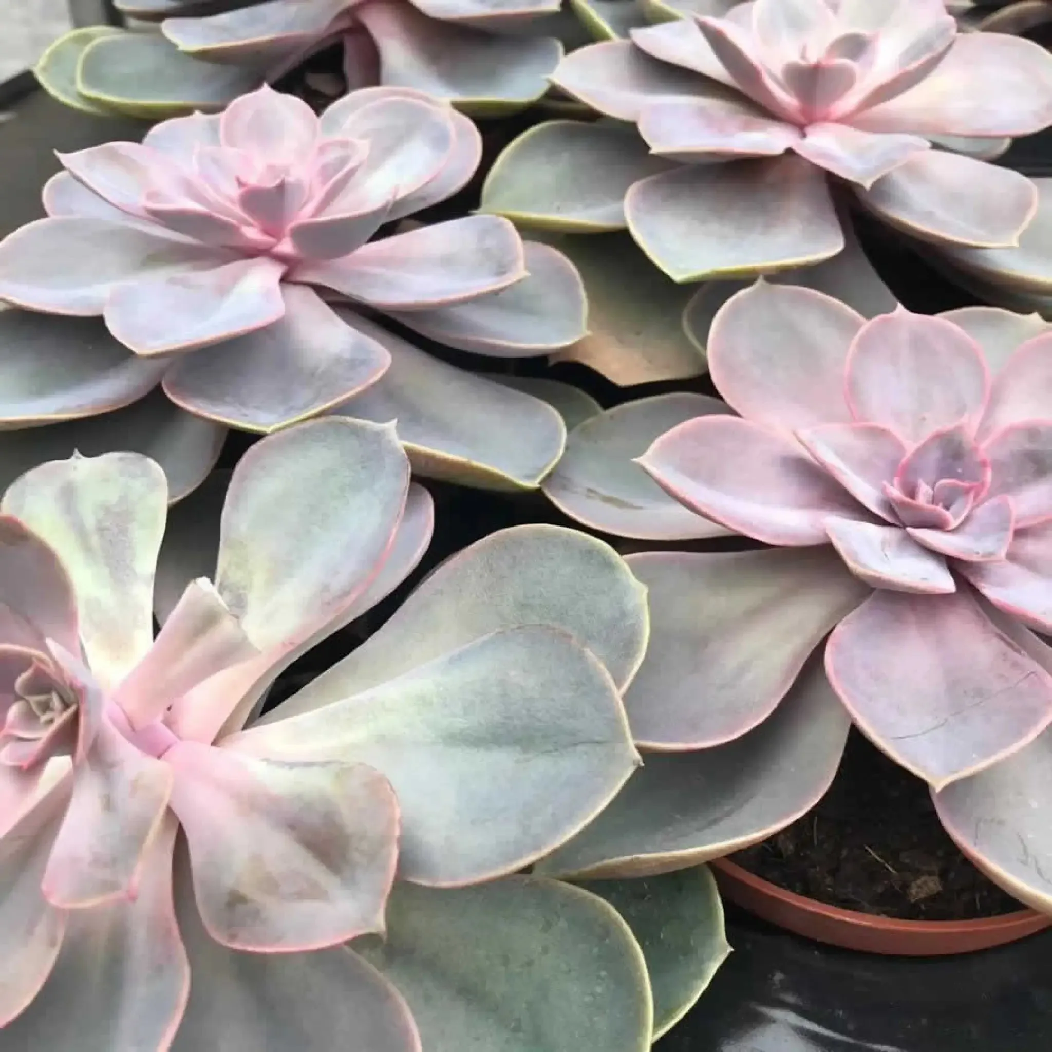 Echeveria 'Perle von Nurnberg'