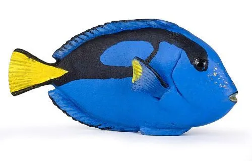 Hotaling surgeonfish
