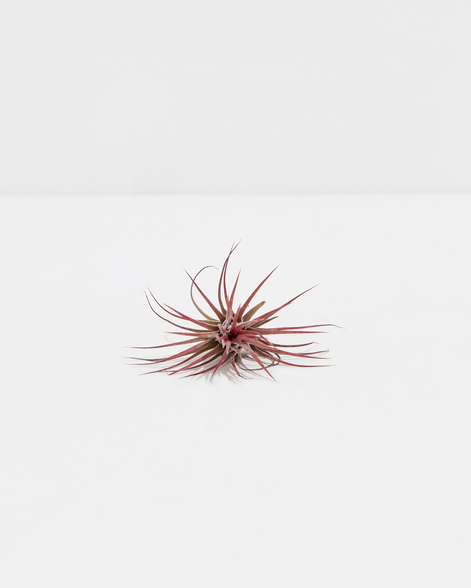 Ionantha Fuego Air Plant