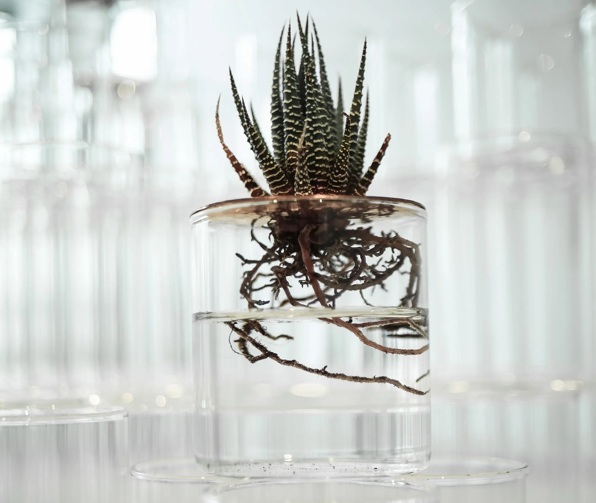 Lid Vision Glass Terrarium - Large