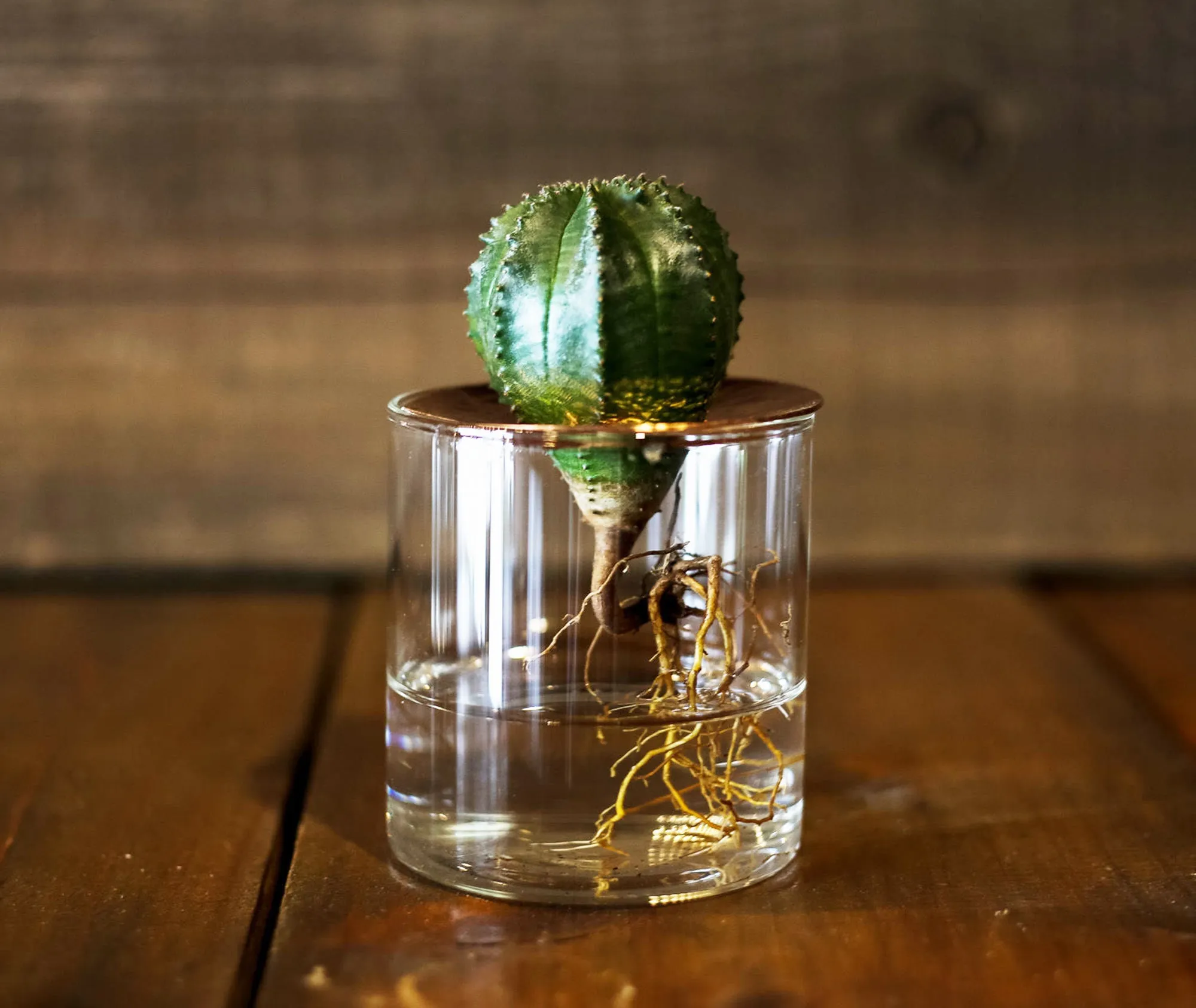 Lid Vision Glass Terrarium - Large