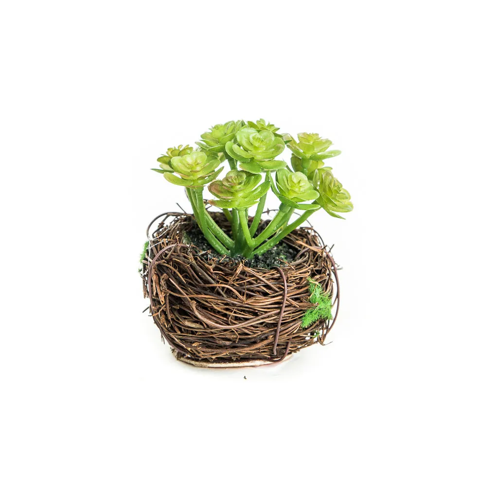 Petite Succulent