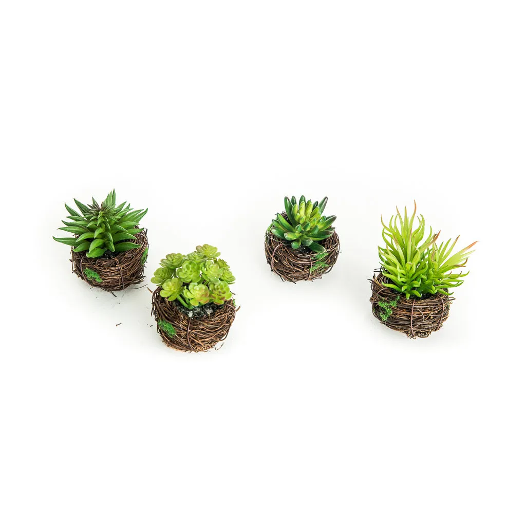 Petite Succulent