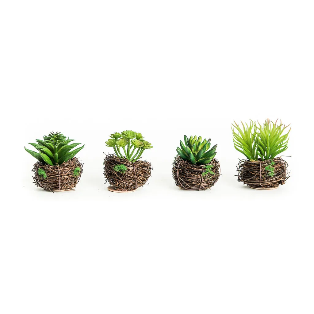 Petite Succulent