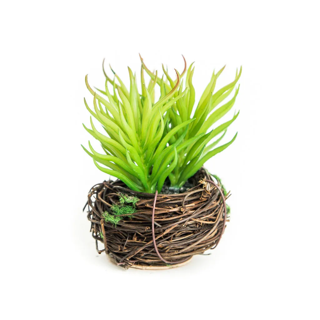 Petite Succulent