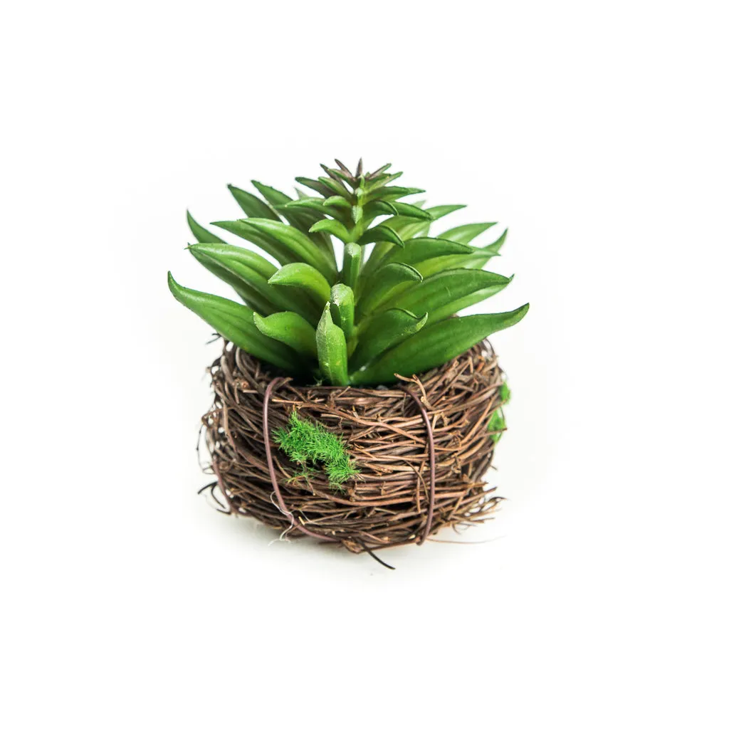 Petite Succulent