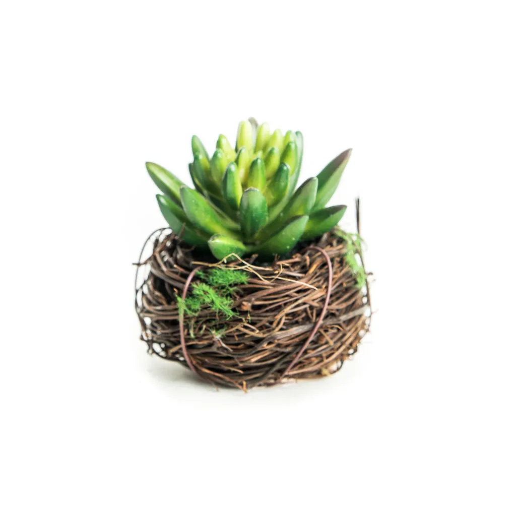 Petite Succulent