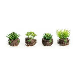 Petite Succulent