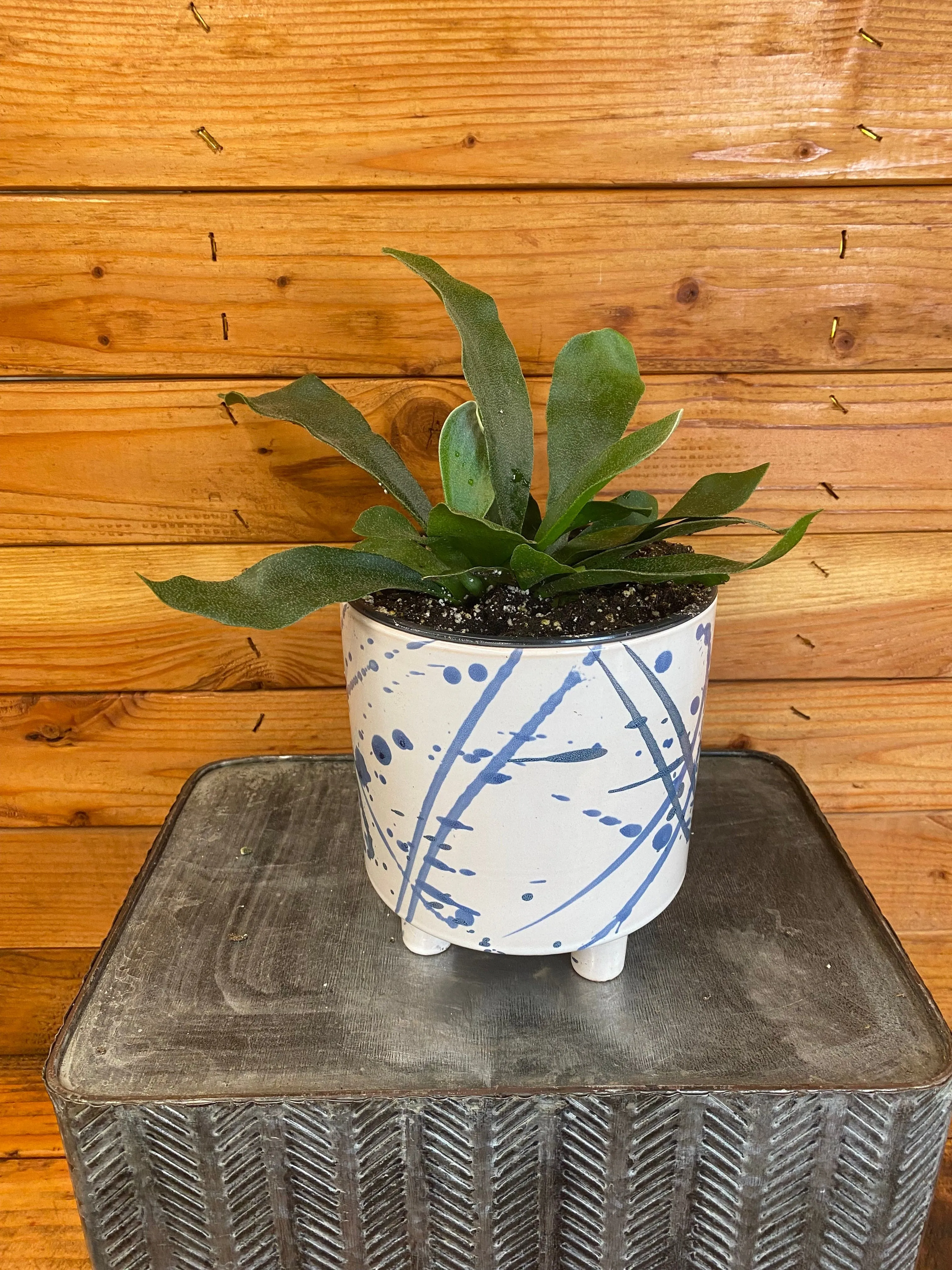 Platycerium Netherlands Staghorn Fern, 6" Plant
