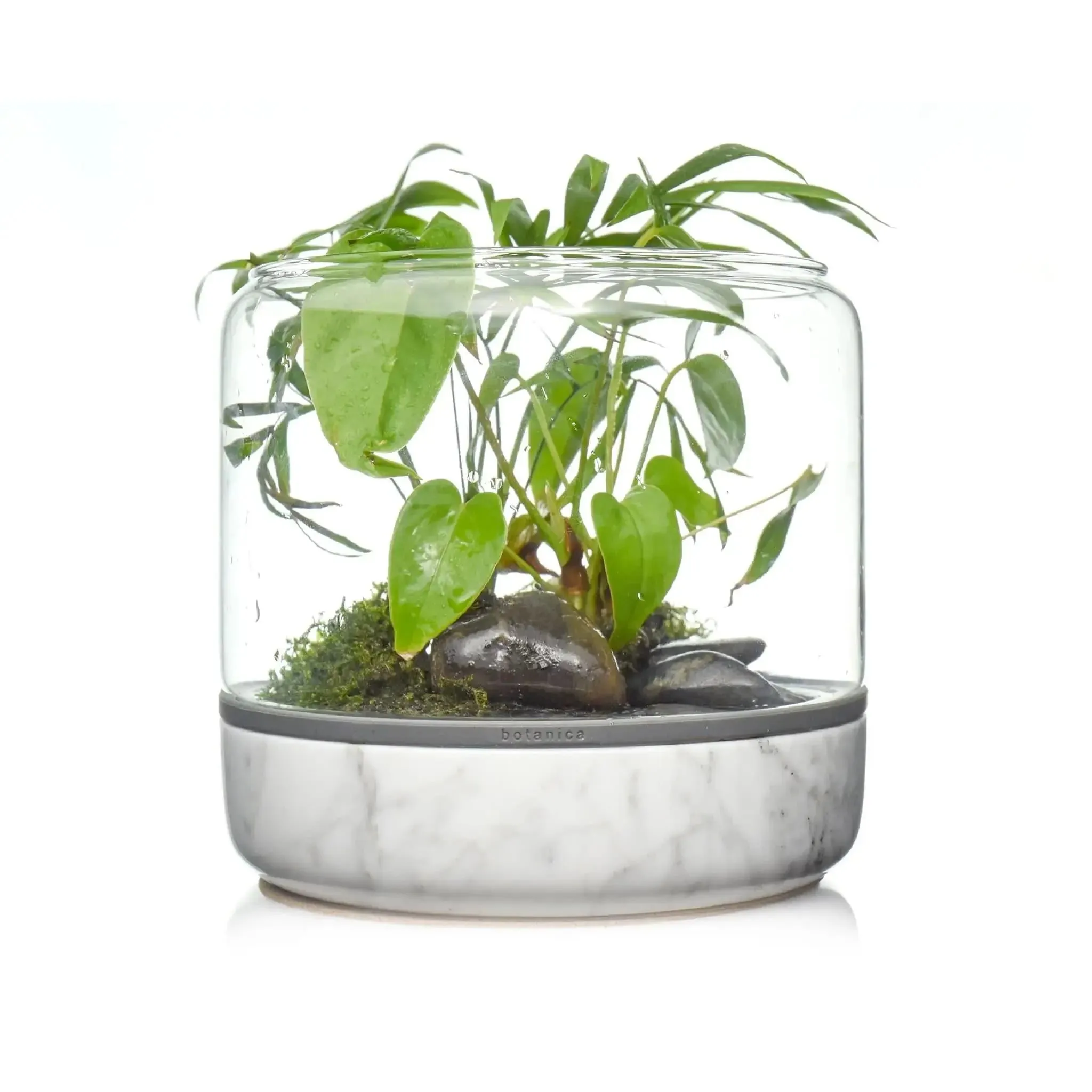 Sanctuary M Temperate Carrara Terrarium