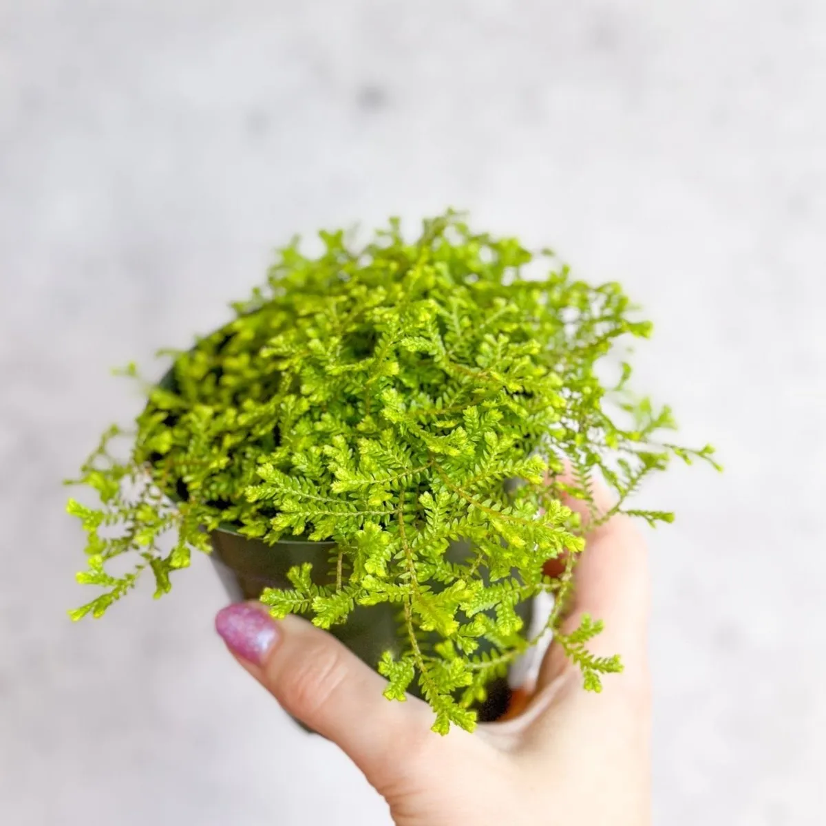 Selaginella kraussiana ‘Aurea’ - Golden Clubmoss