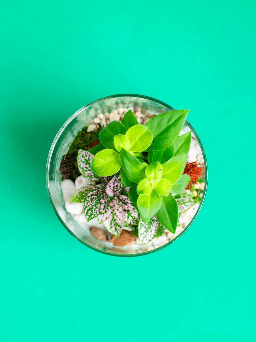 Small Cylinder Terrarium