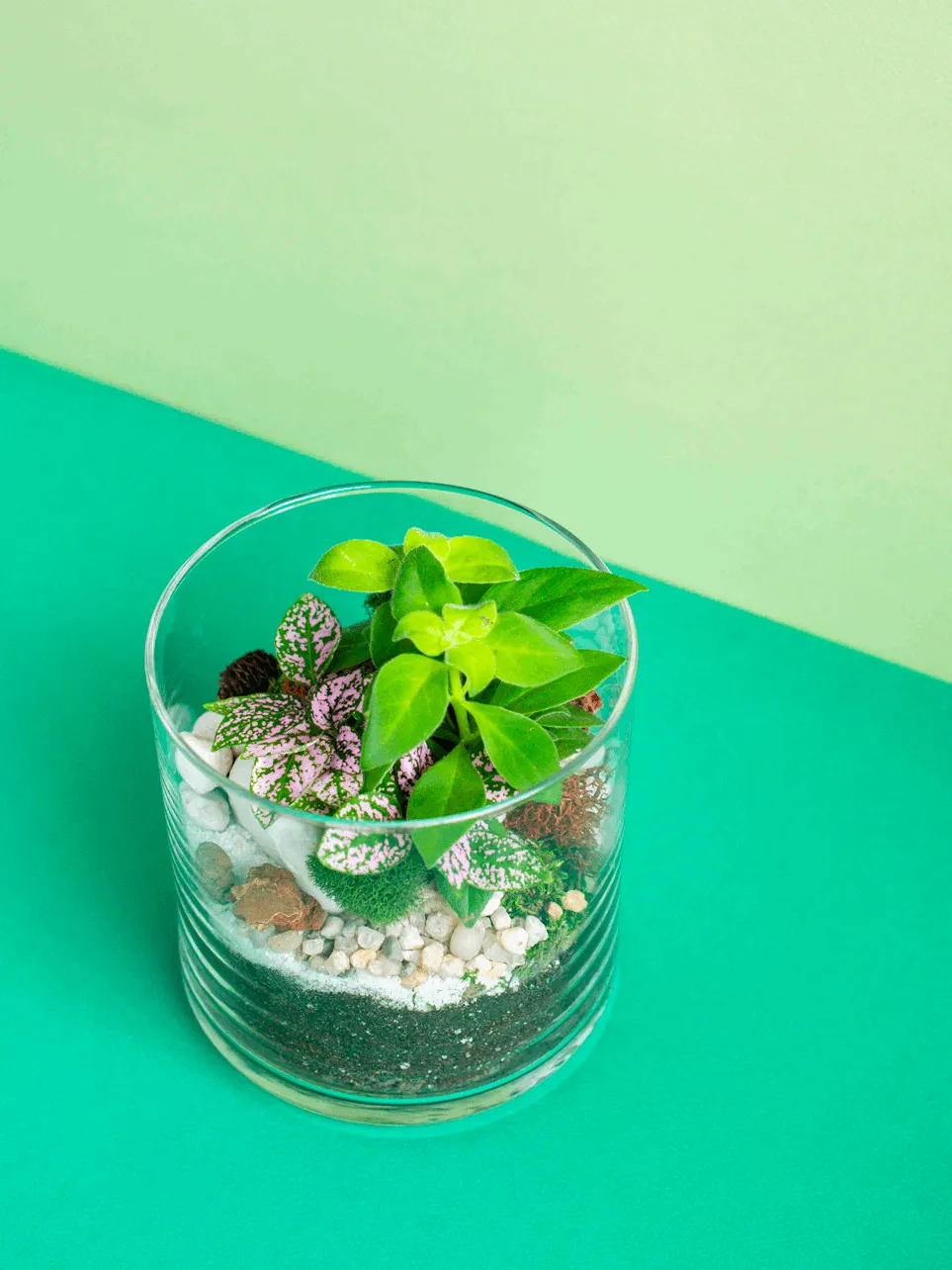 Small Cylinder Terrarium