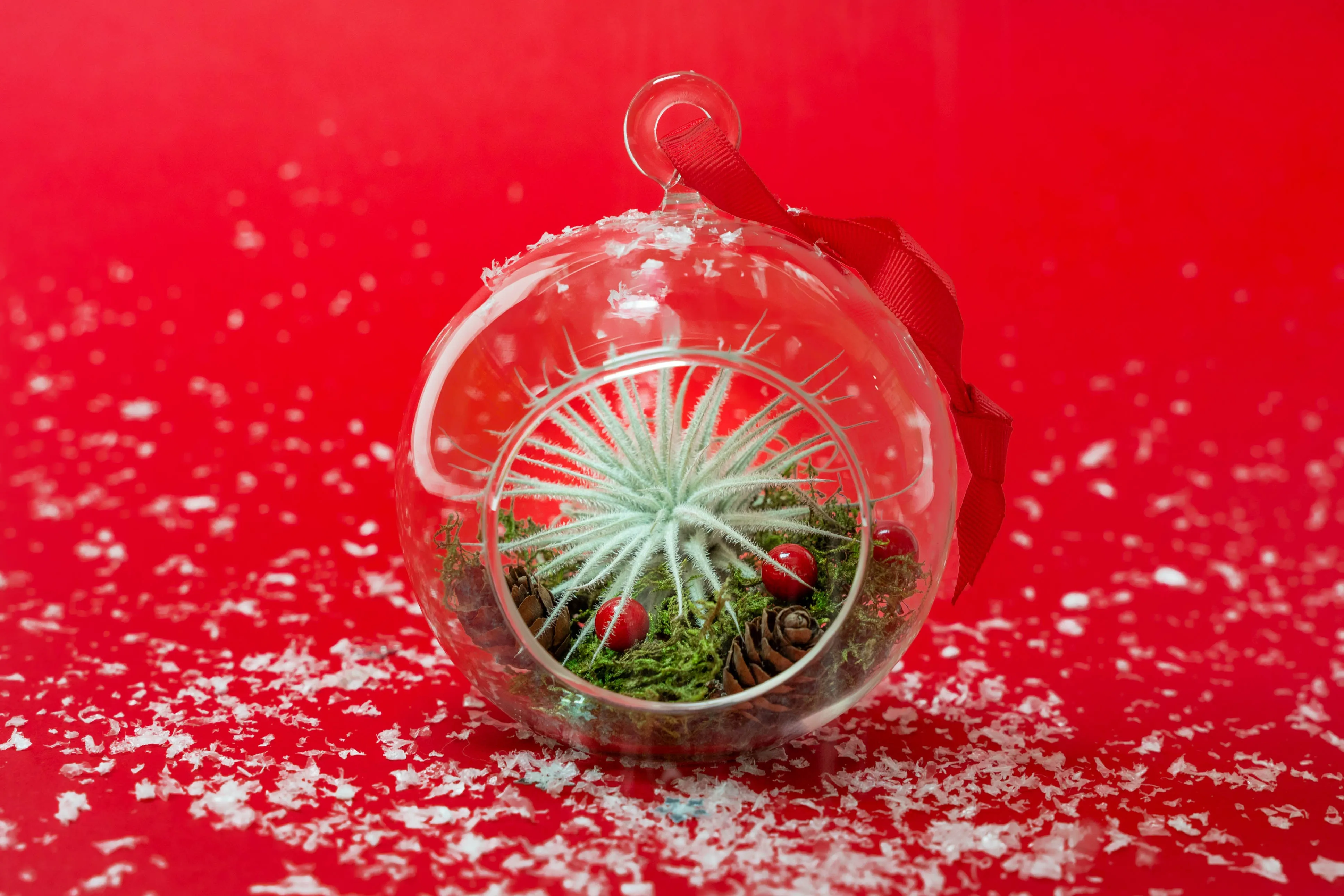Wholesale - Festive Forest Terrarium/Ornaments with Red Abdita and Tectorum Air Plants